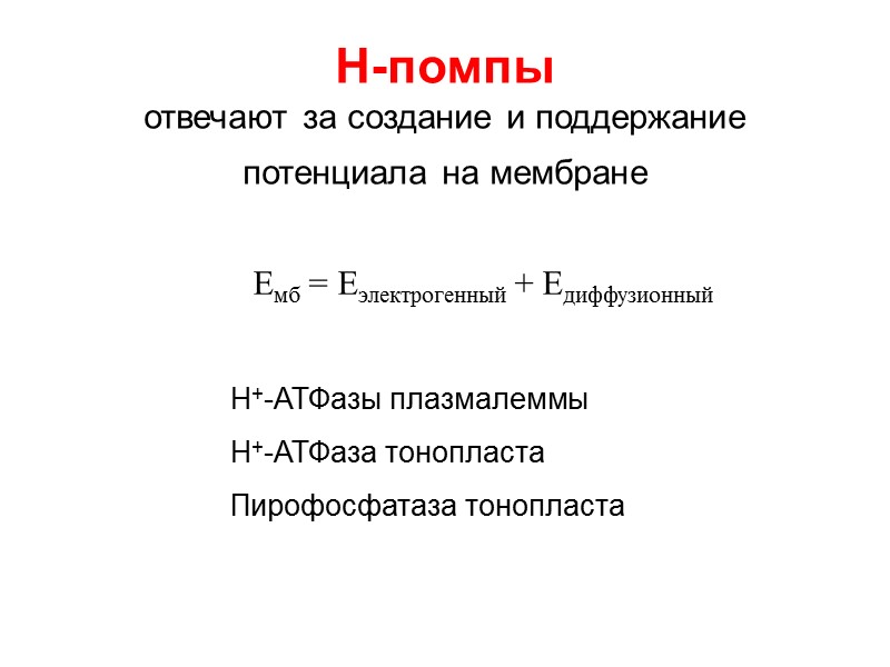 Н-помпы отвечают за создание и поддержание  потенциала на мембране  Н+-АТФазы плазмалеммы Н+-АТФаза